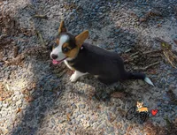 Lily , a female Pembroke Welsh Corgi for sale in Lady Lake, FL – 3 of 5