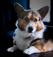 Nia, a female Pembroke Welsh Corgi for sale in Lady Lake, FL – 4 of 5