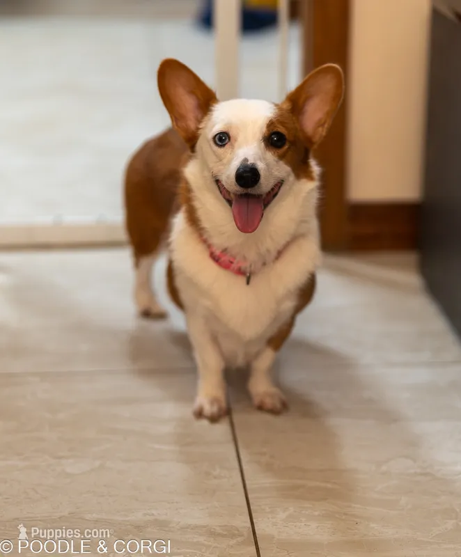 Jessie – Pembroke Welsh Corgi puppy for sale in Lady Lake, FL
