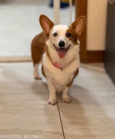 Jessie, a female Pembroke Welsh Corgi for sale in Lady Lake, FL – 1 of 5