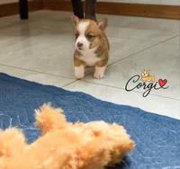 Teddy, a male Pembroke Welsh Corgi for sale in Lady Lake, FL – 2 of 5