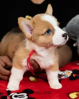 Red , a female Pembroke Welsh Corgi for sale in Lady Lake, FL – 3 of 5