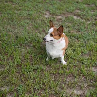Teddy, a male Pembroke Welsh Corgi for sale in Lady Lake, FL – 5 of 5