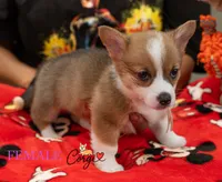 Lily , a female Pembroke Welsh Corgi for sale in Lady Lake, FL – 2 of 4