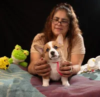 Sunny, a male Pembroke Welsh Corgi for sale in Lady Lake, FL – 2 of 8