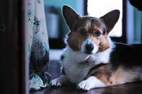 Lily , a female Pembroke Welsh Corgi for sale in Lady Lake, FL – 5 of 5