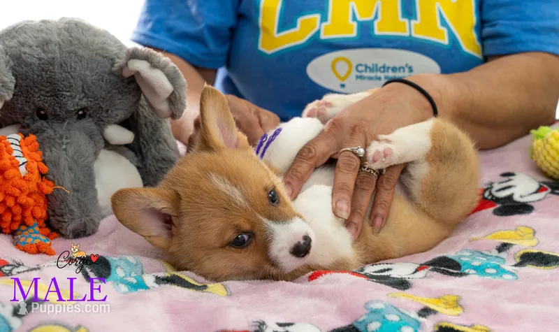 Teddy – Pembroke Welsh Corgi puppy for sale in Lady Lake, FL