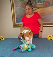 Sunny, a male Pembroke Welsh Corgi for sale in Lady Lake, FL – 5 of 8