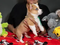 Milo- Green color , a male Pembroke Welsh Corgi for sale in Lady Lake, FL – 2 of 5