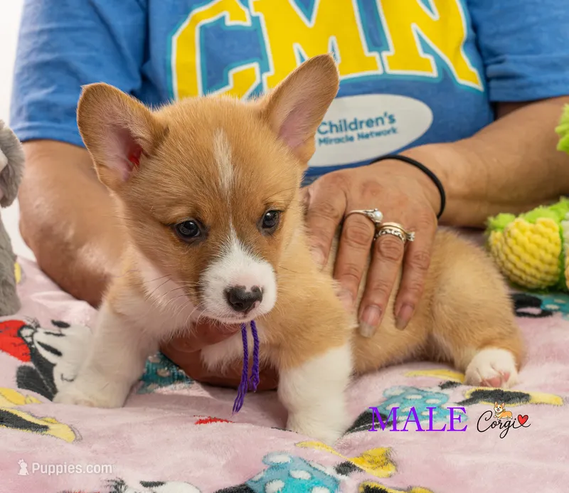 Teddy – Pembroke Welsh Corgi puppy for sale in Lady Lake, FL