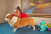Teddy, a male Pembroke Welsh Corgi for sale in Lady Lake, FL – 3 of 5