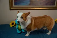 Jessie, a female Pembroke Welsh Corgi for sale in Lady Lake, FL – 5 of 6