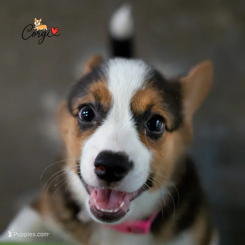 Lily  – Pembroke Welsh Corgi puppy for sale in Lady Lake, FL