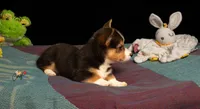 Ruby, a female Pembroke Welsh Corgi for sale in Lady Lake, FL – 4 of 7