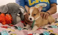 Milo- Green color , a male Pembroke Welsh Corgi for sale in Lady Lake, FL – 3 of 5
