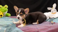 Josie, a female Pembroke Welsh Corgi for sale in Lady Lake, FL – 2 of 4