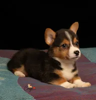 Ruby, a female Pembroke Welsh Corgi for sale in Lady Lake, FL – 2 of 7