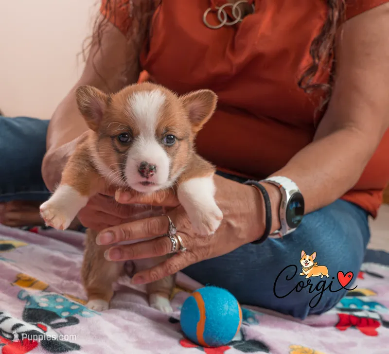 Jessie – Pembroke Welsh Corgi puppy for sale in Lady Lake, FL