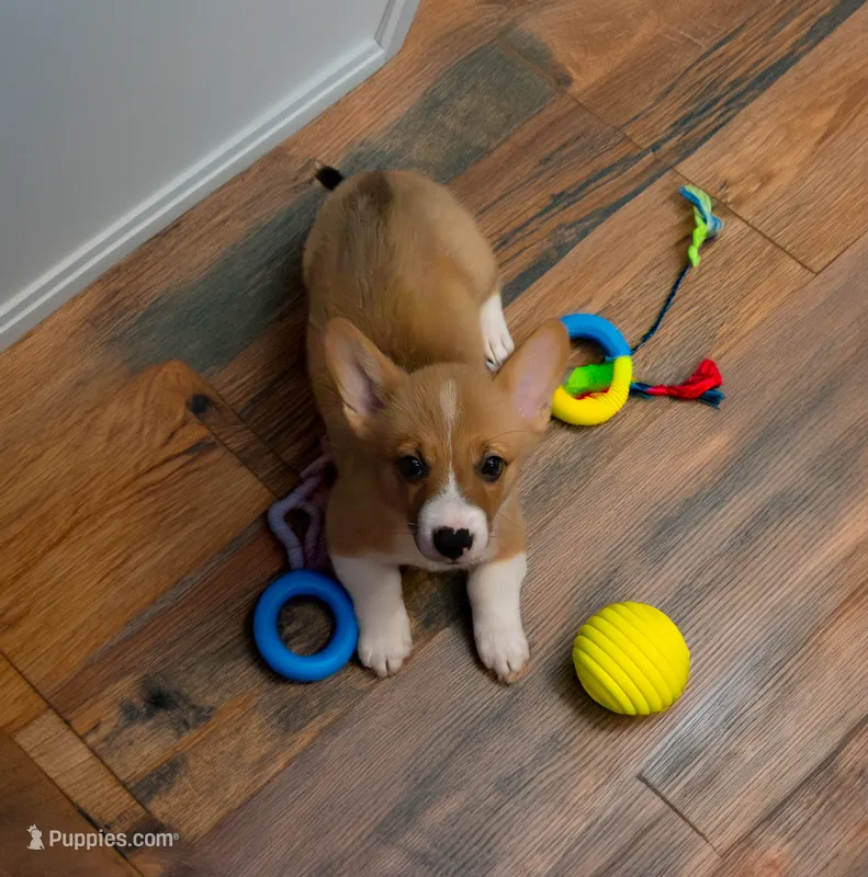 Teddy – Pembroke Welsh Corgi puppy for sale in Lady Lake, FL