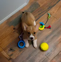 Teddy, a male Pembroke Welsh Corgi for sale in Lady Lake, FL – 1 of 6