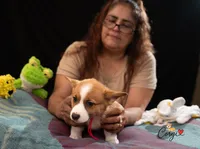 Twiggy, a female Pembroke Welsh Corgi for sale in Lady Lake, FL – 4 of 7