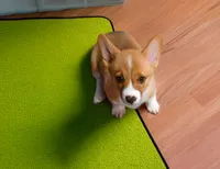 Teddy, a male Pembroke Welsh Corgi for sale in Lady Lake, FL – 2 of 6