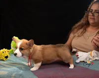Twiggy, a female Pembroke Welsh Corgi for sale in Lady Lake, FL – 5 of 7
