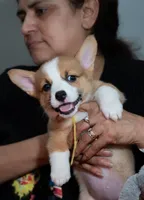 Jessie, a female Pembroke Welsh Corgi for sale in Lady Lake, FL – 2 of 6