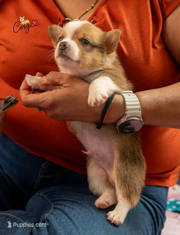 Teddy – Pembroke Welsh Corgi puppy for sale in Lady Lake, FL