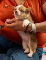 Teddy, a male Pembroke Welsh Corgi for sale in Lady Lake, FL – 1 of 5