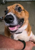 Jessie, a female Pembroke Welsh Corgi for sale in Lady Lake, FL – 5 of 5