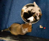 Lily , a female Pembroke Welsh Corgi for sale in Lady Lake, FL – 2 of 5