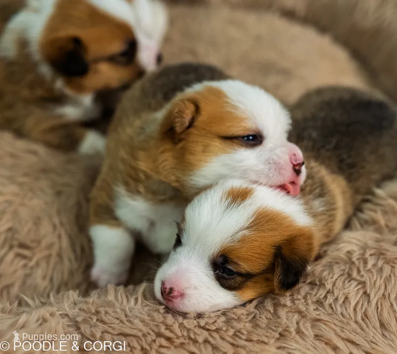 Jessie – Pembroke Welsh Corgi puppy for sale in Lady Lake, FL