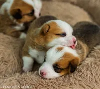 Jessie, a female Pembroke Welsh Corgi for sale in Lady Lake, FL – 4 of 5
