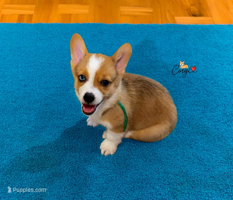 Milo- Green color  – Pembroke Welsh Corgi puppy for sale in Lady Lake, FL