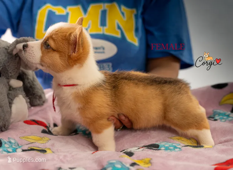 Red  – Pembroke Welsh Corgi puppy for sale in Lady Lake, FL