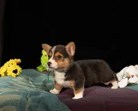 Louie, a male Pembroke Welsh Corgi for sale in Lady Lake, FL – 2 of 5