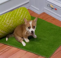 Lily , a female Pembroke Welsh Corgi for sale in Lady Lake, FL – 1 of 4