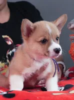 Teddy, a male Pembroke Welsh Corgi for sale in Lady Lake, FL – 3 of 6