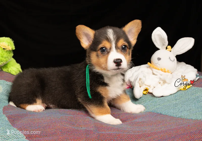Louie – Pembroke Welsh Corgi puppy on hold in Lady Lake, FL