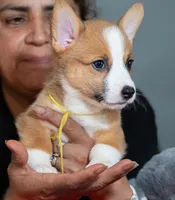 Jessie, a female Pembroke Welsh Corgi for sale in Lady Lake, FL – 4 of 6