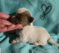 Bluzie, a male Chihuahua for sale in Bucyrus, OH – 3 of 3