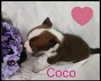 Coco, a female Chihuahua for sale in Bucyrus, OH – 2 of 2