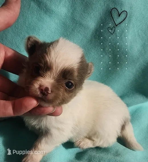 Bluzie – Chihuahua puppy for sale in Bucyrus, OH
