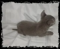 Beau, a male Chihuahua for sale in Bucyrus, OH – 2 of 2