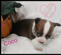 Coco, a female Chihuahua for sale in Bucyrus, OH – 1 of 2