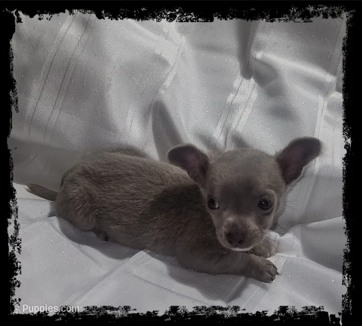 Beau – Chihuahua puppy for sale in Bucyrus, OH