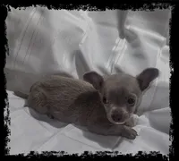 Beau, a male Chihuahua for sale in Bucyrus, OH – 1 of 2