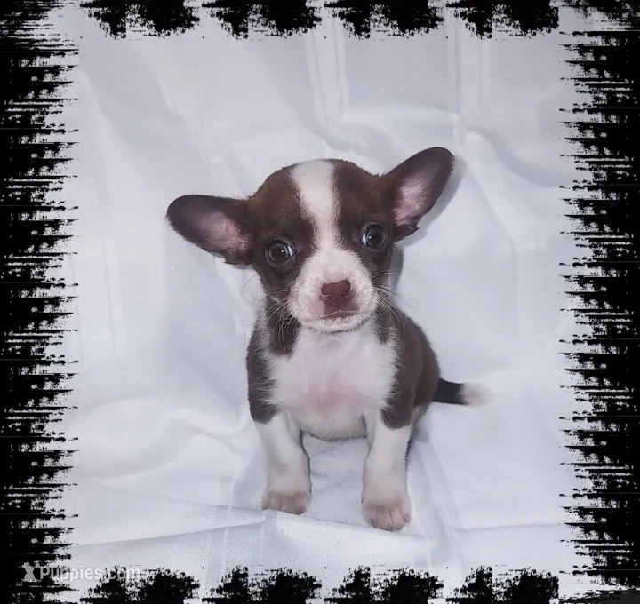 Coco – Chihuahua puppy for sale in Bucyrus, OH
