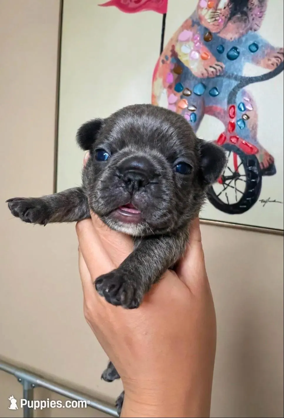 Dudley , a male French Bulldog for sale in Mifflintown, PA – 2 of 5